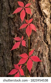 Autumn Red Boston Ivy Leaves On Pine Tree Close Up. Fall Background, Texture