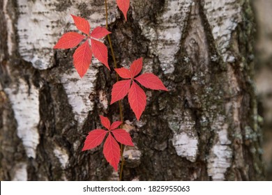 Autumn Red Boston Ivy Leaves On Birch Tree Close Up. Fall Background, Texture With Copyspace