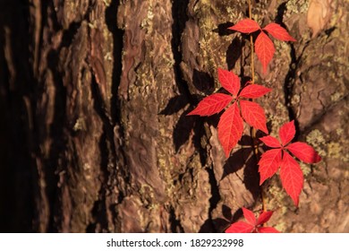 Autumn Red Boston Ivy Leaves In Sunlight On Tree Close Up. Fall Background, Texture With Copyspace