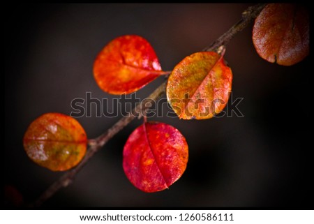 Similar – Herbststreben: Herbstblätter mit Knospe