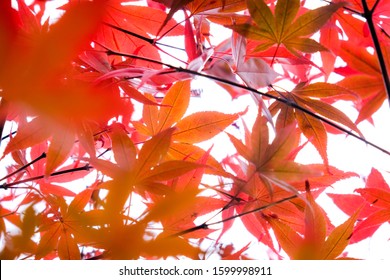 Autumn Red Brown Leaves Blossom