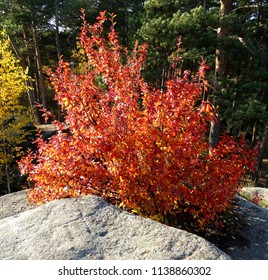 Autumn Red Bush Of Serviceberry