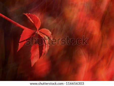 Similar – gegenüber von herbstlichen Blättern