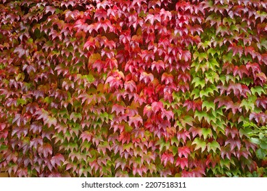 Autumn Red foliage boston ivy on a building exterior. Selective focus