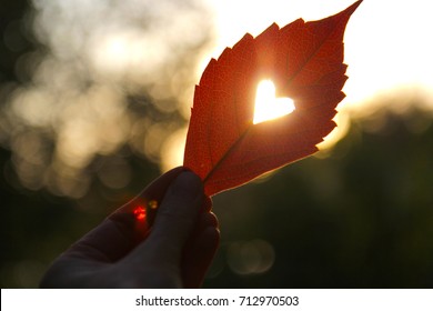 Autumn red leaf with cut heart in a hand - Shutterstock ID 712970503