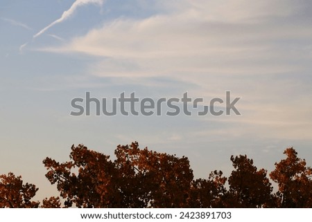 autumn red leaves aflame at sunrise under wispy clouds