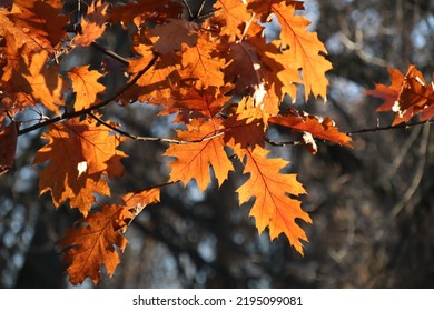 Autumn Red Leaves Hang On A Tree. The Sun Shines On Orange Maple Leaves