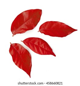 Autumn Red Leaves Isolated On White Background