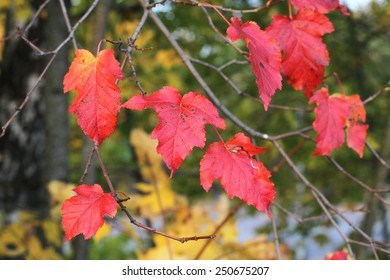 Autumn  - Red Leaves On Amur Maple 