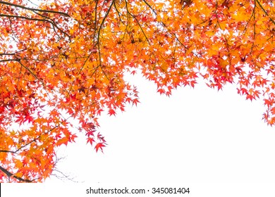 Autumn Red Maple Leaves Isolated On White Background