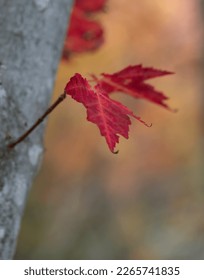 Autumn red maple leaves at Mont Tremblant, Quebec. Canada. Vertical format. 