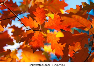 Autumn Red Oak Leaves