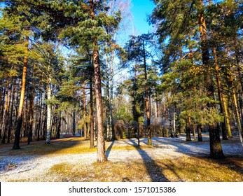 Autumn Red Pine Tree Forest