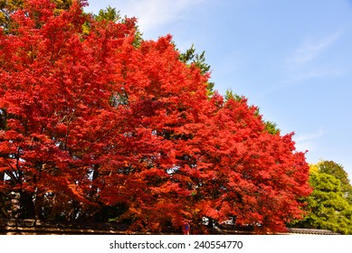 Autumn Red Tree