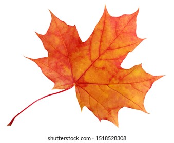 Signle Autumn Leaf Autumn Maple Leaf Stock Vector (Royalty Free ...