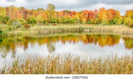 Autumn Reflection On North Dogwood Pond, Rouge River, Woodland Hills Nature Park, Farmington Hills, Michigan