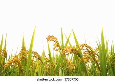 Autumn Rice Field