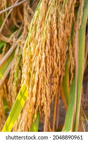 Autumn ripe rice grain background material