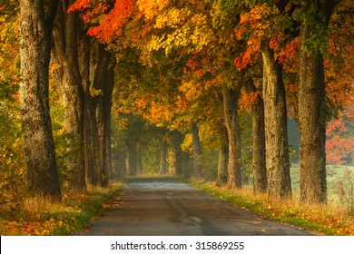 Autumn Road Alley Northern Poland./ Autumn Road Alley.