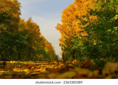Autumn road and foliage.Photo from a lower angle.Autumn, natural landscape. - Shutterstock ID 2365381089