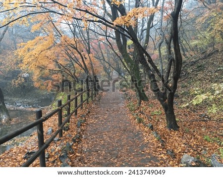 
Autumn road full of beautiful, poetic leaves