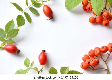 Autumn Rosehip Still Life On A White Background