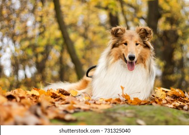 Autumn Rough Collie