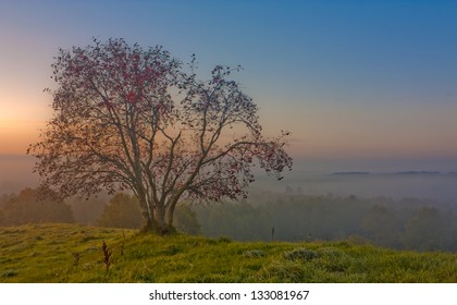 Autumn Rowan Tree