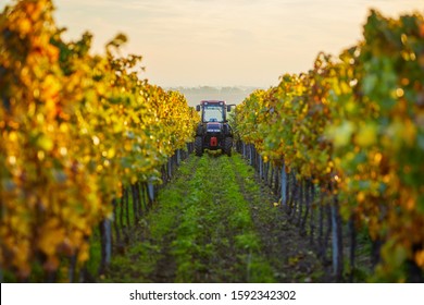 Autumn Rows Of Vineyards With Tractor