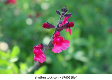 Autumn Sage  Flower