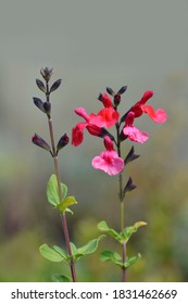 Autumn Sage Lipstick - Latin Name - Salvia Greggii Lipstick