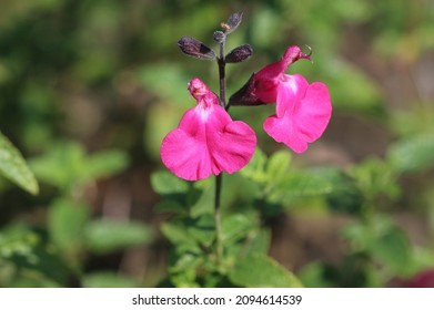 Autumn Sage - Pink Blush