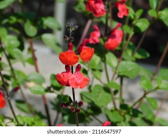 Autumn Sage, Or Salvia Greggii, Red Flowers