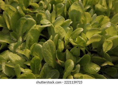 Autumn Salad Seedlings From Close