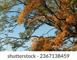 autumn Sassafras albidum tree a blue sky in the park