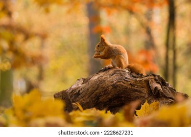 Autumn scene with a cute red squirrel. Sciurus vulgaris. Europeasn squirrel sitting on the stree stump.  - Shutterstock ID 2228627231
