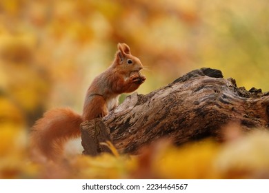 Autumn scene with a cute red squirrel. Sciurus vulgaris. Europeasn squirrel sitting on the stree stump.  - Shutterstock ID 2234464567