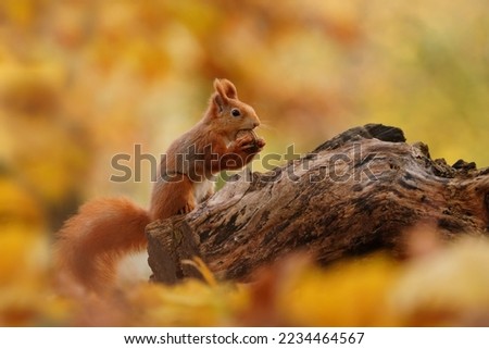 Autumn scene with a cute red squirrel. Sciurus vulgaris. Europeasn squirrel sitting on the stree stump. 