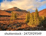 Autumn scene at the edge of the treeline in Tombstone Territorial Park in Canada