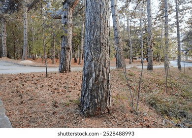 Autumn scene with fallen leaves, tree, fire hydrant, and road in urban setting - Powered by Shutterstock