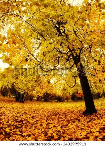 Autumn scene featuring a vibrant yellow-leaved tree and a ground blanketed with fallen leaves.