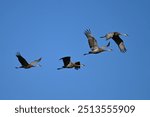 Autumn scene of four Sandhill Cranes in flight during fall migration