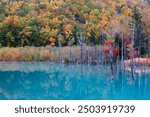 Autumn scenery of Aoi-Ike (Blue Pond) with beautiful fall colors on the lakeside hills reflected in the green water and the dead tree trunks standing in the lake, in Biei, Hokkaido, Japan