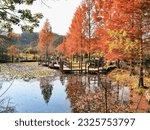 Autumn scenery of the arboretum Gyeongnam Jinju Arboretum