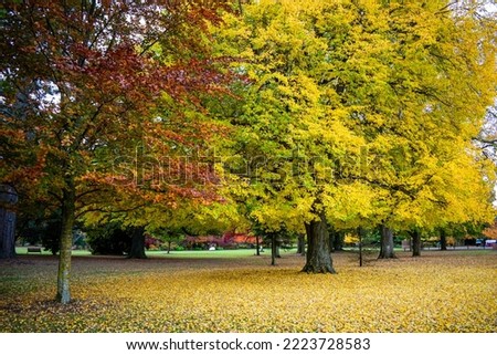 Autumn Scenery at Ashburton Garden Domain, Canterbury Region New Zealand