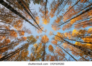 Colorful Trees in Autumn Free Stock Photo | picjumbo