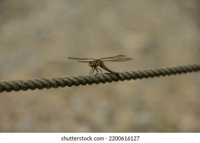 669 Dragonfly taking a rest Images, Stock Photos & Vectors | Shutterstock