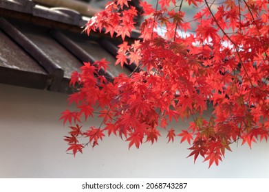 3,525 Fiery foliage Images, Stock Photos & Vectors | Shutterstock