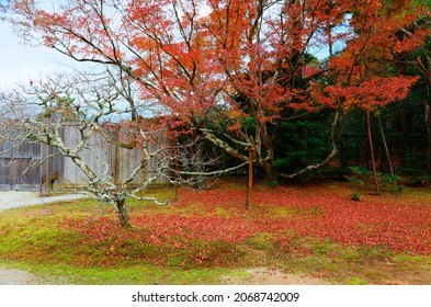Autumn scenery of fiery maple trees on the grassy ground covered by fallen leaves in Shugaku-in Imperial Villa (修学院離宮, Shugakuin Rikyu), a royal garden famous for its fall colors, in Kyoto, Japan