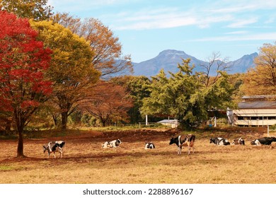 Autumn scenery of the idyllic Japanese countryside, where the cattle graze on grassy pastures under colorful trees on a sunny fall day with Mt. Chausu Dake 茶臼岳 in background, in Nasu, Tochigi, Japan